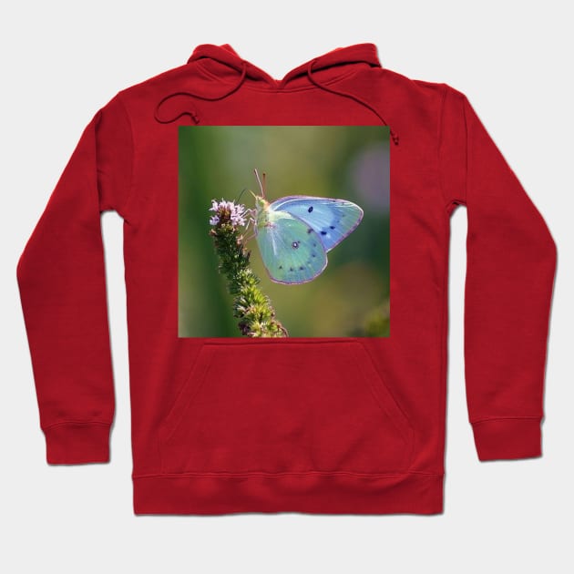 blue butterfly Hoodie by ButterfliesFlowersGarden